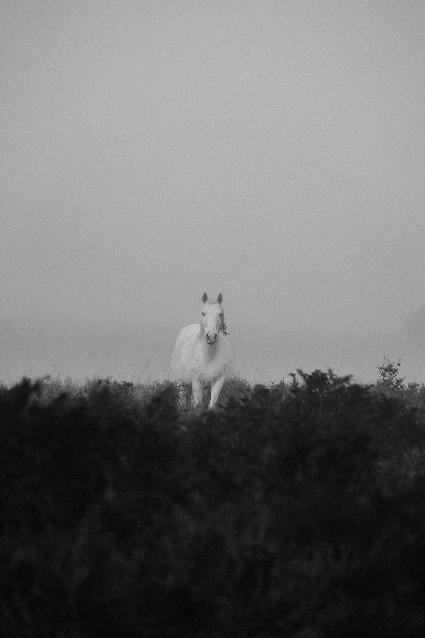 A white horse standing quietly in the fog